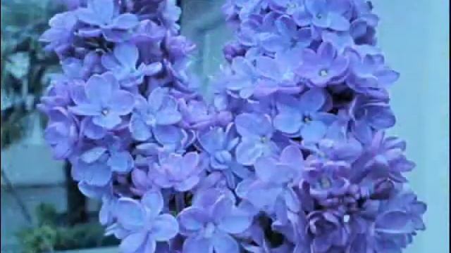 Cиреневые сны/ сл. ОНА, муз. Николай Шершень