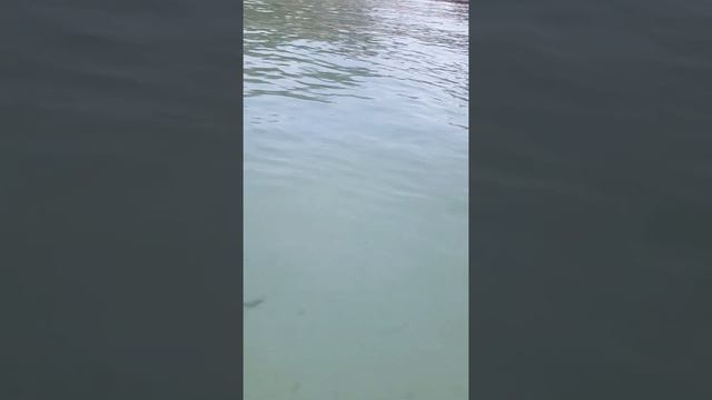 KONOKONO BEACH RESORT ZANZIBAR смотреть онлайн