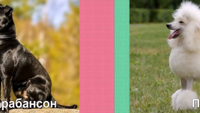 Самые маленьки породы собак часть 2 смотреть онлайн