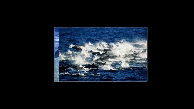 Ангел А _ Все дельфины в ураган смотреть онлайн