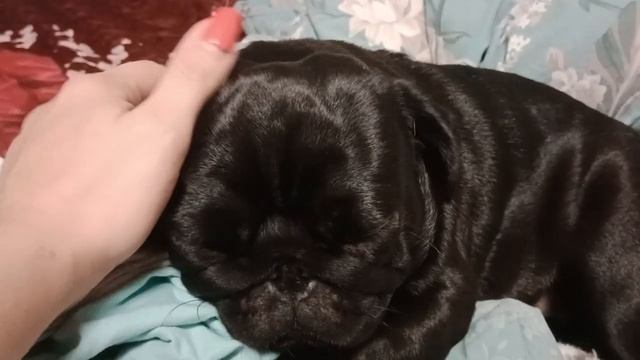 Малышки наши любимые ❤️ смотреть онлайн