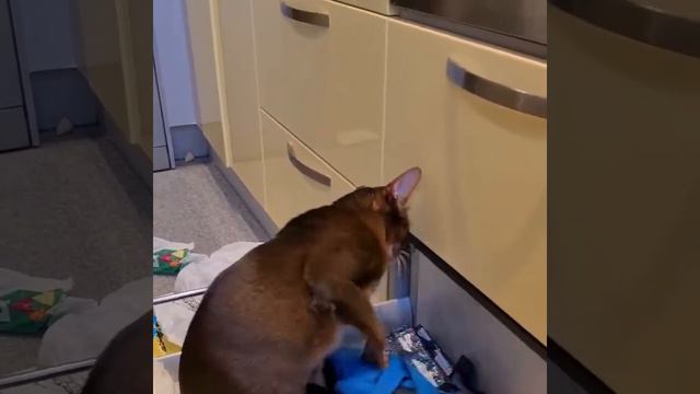 Абиссинский кот хозяйничает на кухне смотреть онлайн