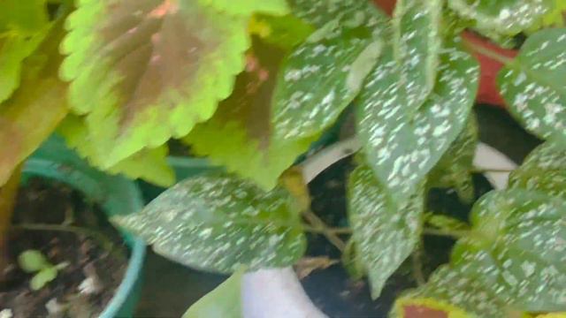 My veranda garden update & new set up planning| What is happening to my huge alocasia collection 😭 смотреть онлайн