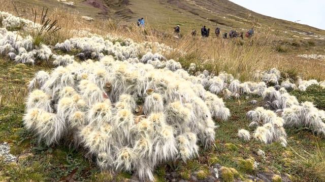 Machu Picchu/Rainbow Mtn. CWC – Hairy "Old man of the Andes" Cactus смотреть онлайн