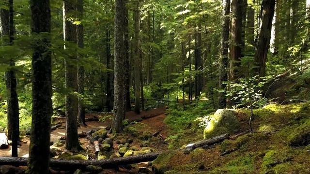 Сура Аль-Имран. Наделение богатством. защита вашего дома. ВЕЛИКАЯ НАГРАДА спокойствие в вашем сердц смотреть онлайн