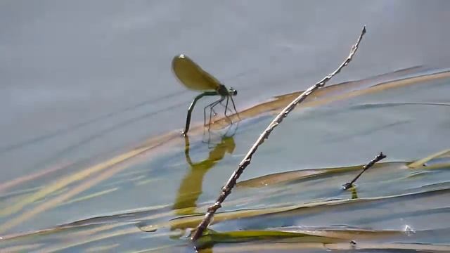 Стрекоза красотка 4 июня 2014