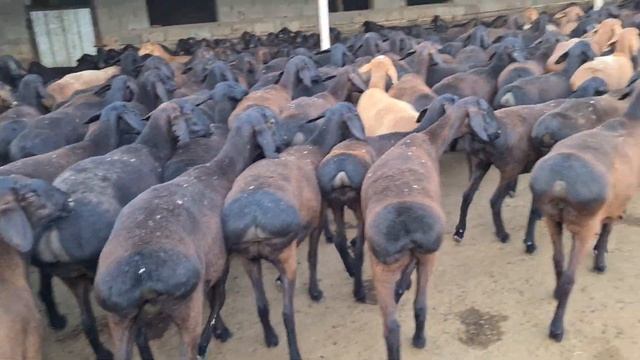 Гиссарские бараны (ярочки, переярки и овцематки) смотреть онлайн