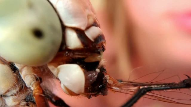 Стрекоза ест муху. смотреть онлайн