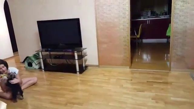 Моя собака играет)) смотреть онлайн