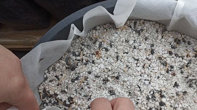 посадка семечек яблони для выращивания подвоя в горшках смотреть онлайн