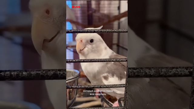 #birds #cockatiel #parrot #calopsita #корелла #попугай #животные #смешныеживотные смотреть онлайн