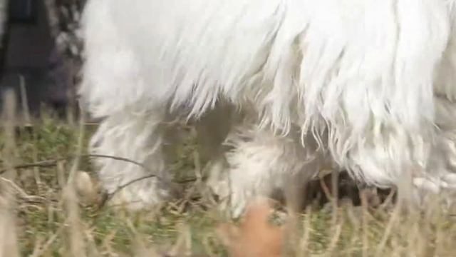 Мадагаскарский бишон Котон-де-Тулеар. Koton-de-Tulear .Порода собак. смотреть онлайн