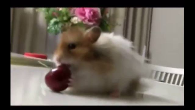 домашние животные