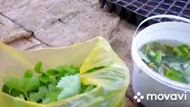 26.06.2023р. Розсада полуниці та новий розсадник/ Клубніка/Суниця садова смотреть онлайн