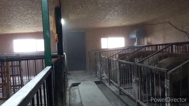 СУХАЯ ДЕЗИНФЕКЦИЯ СВИНАРНИКА В ПРИСУДСТВИИ ЖИВОТНЫХ.