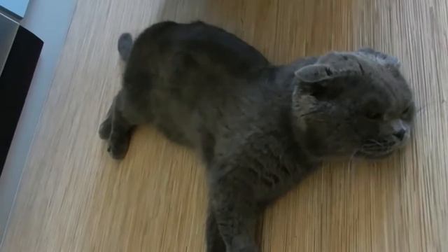 Самый ленивый шотландский кот смотреть онлайн