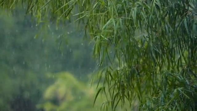 Tropical Rain, Soothing Rain Sounds For Sleep And Relaxation. Sounds Of Nature Without Music