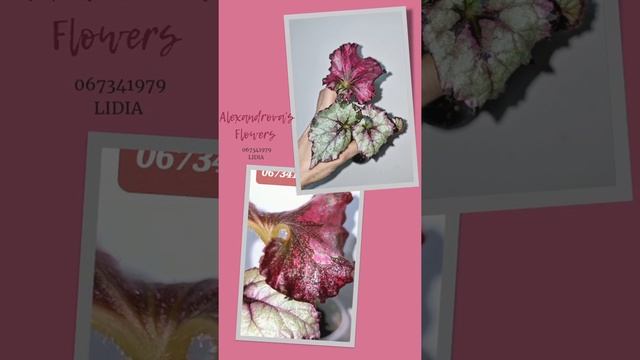 10 разных сортов бегоний смотреть онлайн