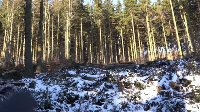 Zrywka LKT 80, Stihl ms 500I смотреть онлайн