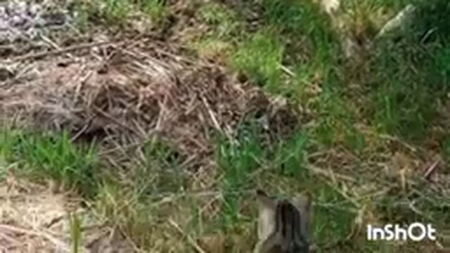 На нашем берегу поселился ЗВЕРЬ/Индоутки в шоке/Бася хочет подружиться/ смотреть онлайн