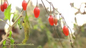 Ягода Годжи (дереза). Созрела
