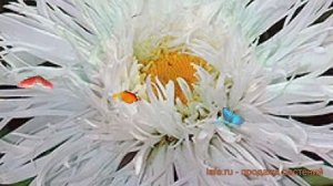 Нивяник махровый Крэйзи Дэйзи ? нивяник Крэйзи Дэйзи обзор: как сажать семена нивяника Крэйзи Дэйзи