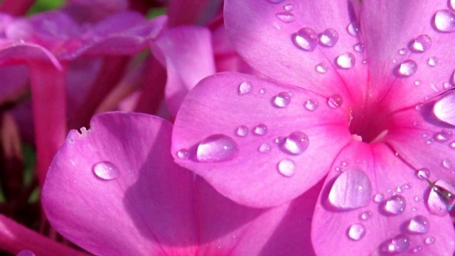 Grateful Dead-Morning Drew (sa Mnogo Airplane Feelinga)