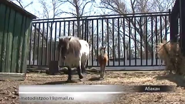 Придумать имя для пони просят сотрудники зоопарка смотреть онлайн