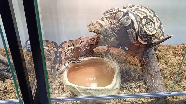 Смоленский зоопарк FHD 60FPS смотреть онлайн