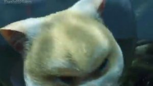 Большой Кошачий побег