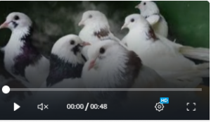 Топ 3 голубей выведенных в России