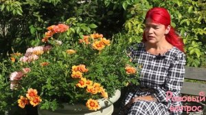 Роза Флэйм Бэбилон Айз  Первое цветение