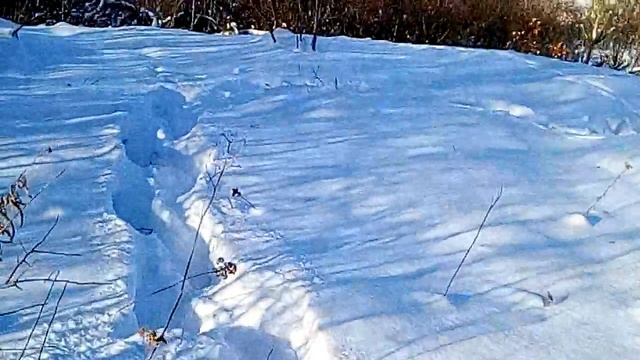 Сбор облепихи зимой смотреть онлайн