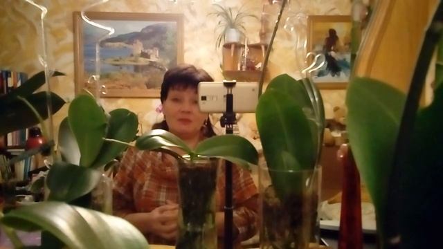 Орхидея. SOS! Белая плесень на корнях! смотреть онлайн