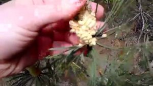 Как и когда правильно собирать сосновую пыльцу? Оксана Мицкевич