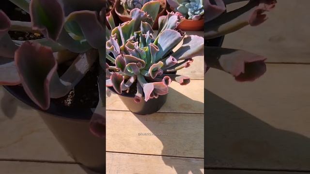 ? Echeveria "Trumpet Pinky", un espectacular híbrido entre Echeveria Shaviana y Echeveria cante смотреть онлайн