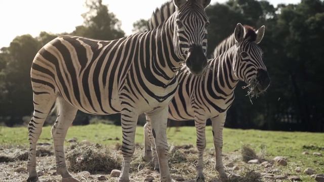 Special Edition | African Music with Animals смотреть онлайн