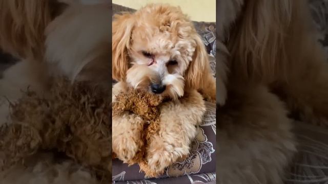 Разбудили-разозлили смотреть онлайн