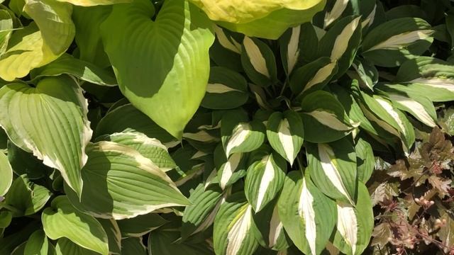 Хосты. Сорта хост.