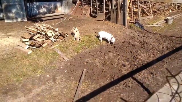 свиньи в вольере смотреть онлайн