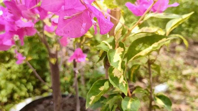 Muncul warna bougenville coconut ice cream смотреть онлайн