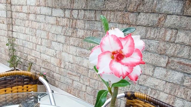 Rosa do deserto Ferrari: uma planta rara e exótica que você precisa ter. Primeira floração. 4K смотреть онлайн