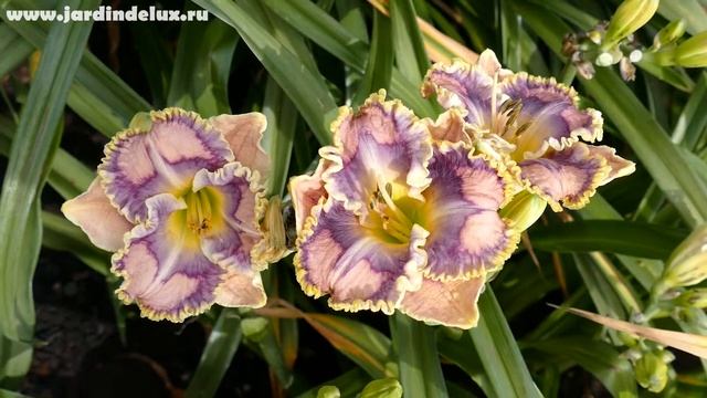 Цветение сортового лилейника MARINA DEL RAY в саду www.jardindelux.ru смотреть онлайн