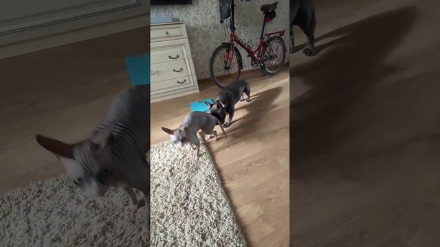 Французский бульдог Буба и Канадский сфинкс Тима смотреть онлайн