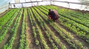 Выращивание петрушки