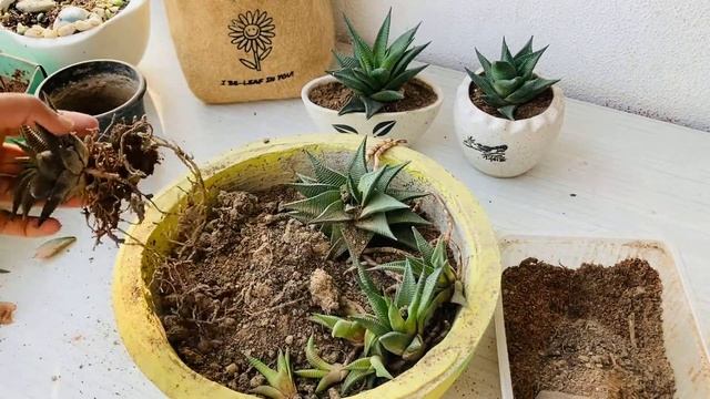Repotting and Summer Care Tips for Haworthia limifolia ?? смотреть онлайн