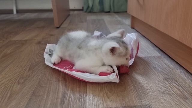 Котята рвут на части пакет и бесятся от его звука смотреть онлайн