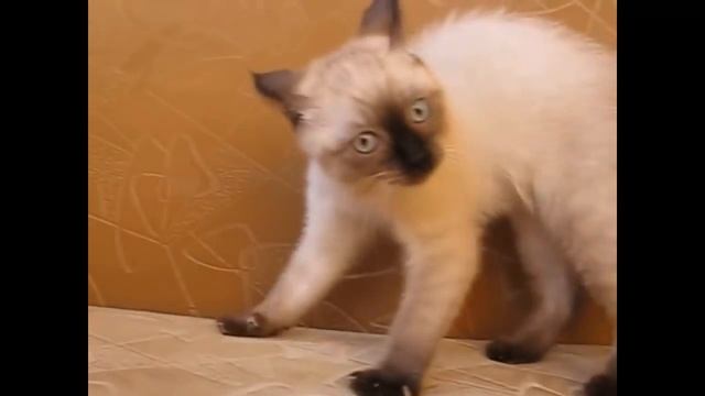 Скажите пожалуйста, как называется приложение для снимания экрана ноутбука? смотреть онлайн
