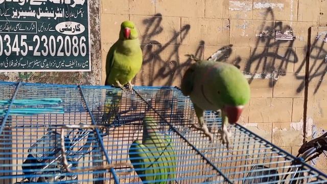 Parrot Price 2023: Amazing Offers on java Finches at Lalukhet Birds Market смотреть онлайн