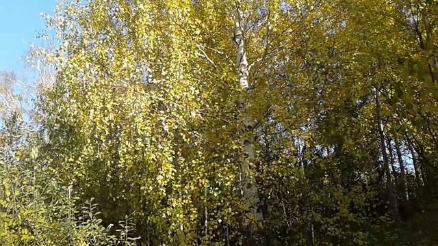 Осень в лесу. Новокузнецкий район. смотреть онлайн